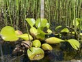 Common water hyacinth / Pontederia crassipes, Eichhornia crassipes / Dickstielige Wasserhyazinthe, Jacinthe dÃ¢â¬â¢eau or Eichhornie